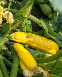 ������� ����� F1 �� 12.25