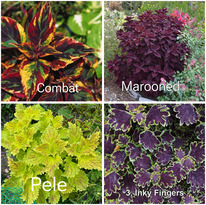 ������� ������������